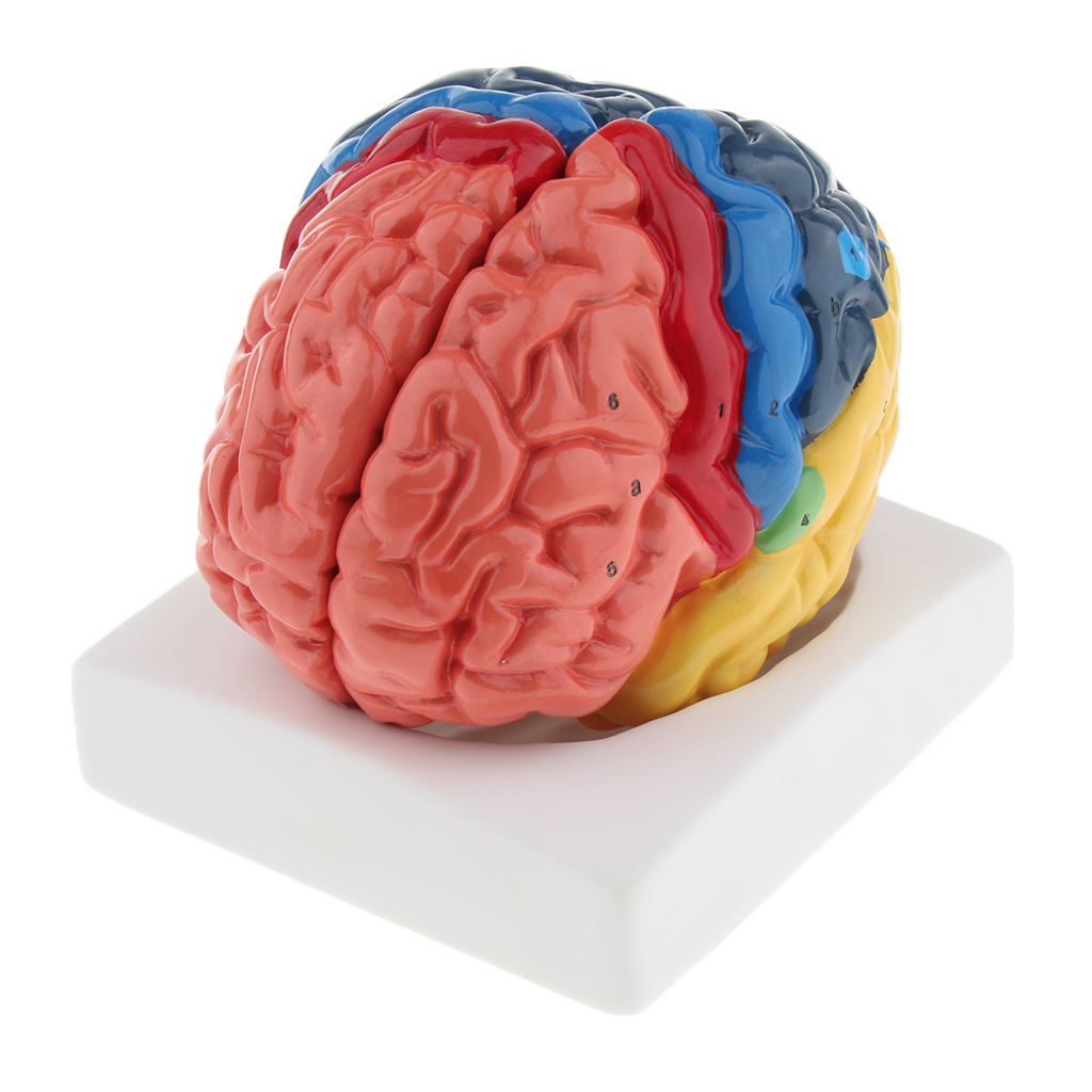 Medical Lab And Science - Lifesize Model otak realistis Model otak