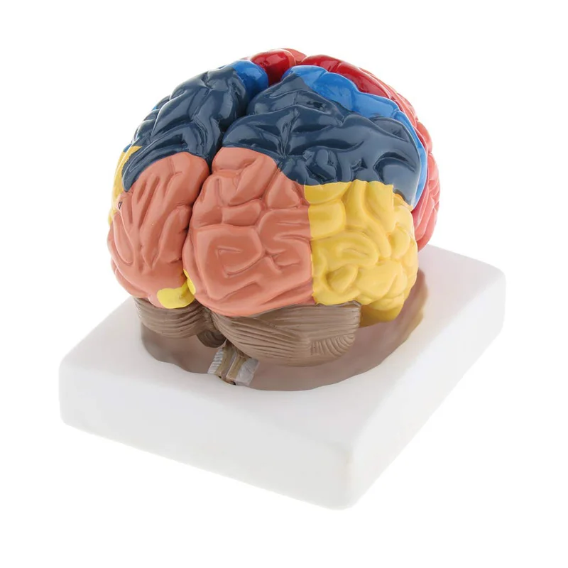Ukuran Hidup Anatomi Model Ota - Medical Lab And Science ulasan dan harga
