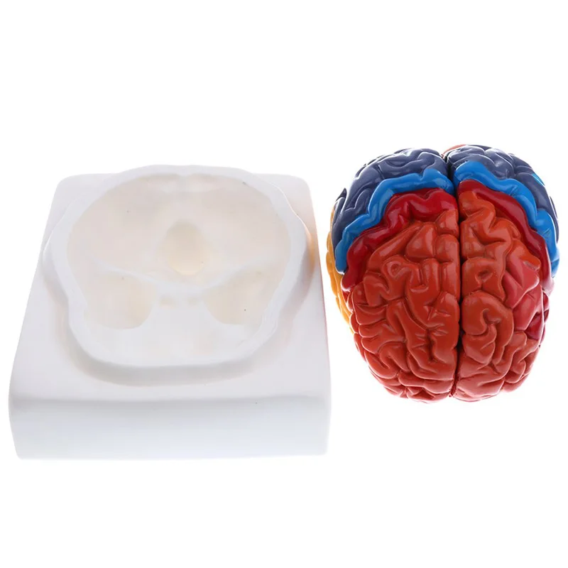 Ukuran Hidup Anatomi Model Ota - Medical Lab And Science ulasan dan harga