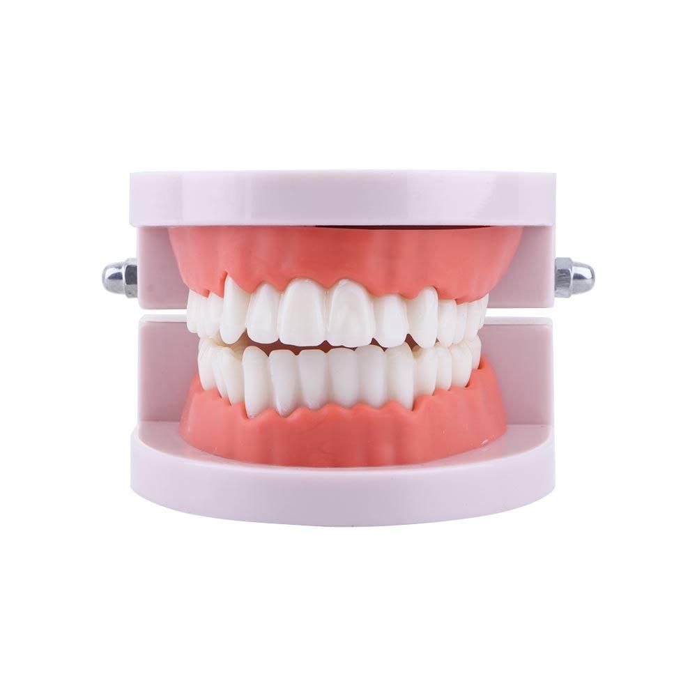 Model Gigi Standar untuk Demon - Medical Lab And Science ulasan dan harga
