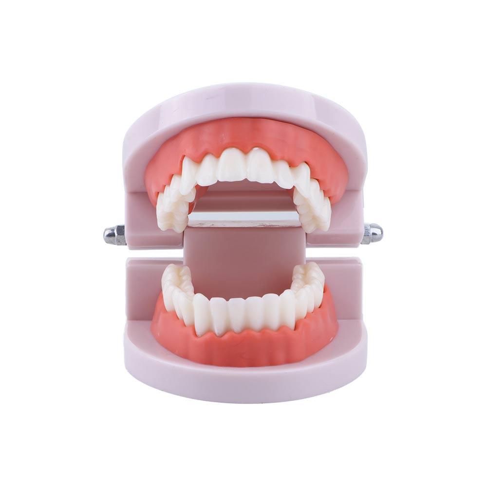 Model Gigi Standar untuk Demon - Medical Lab And Science ulasan dan harga