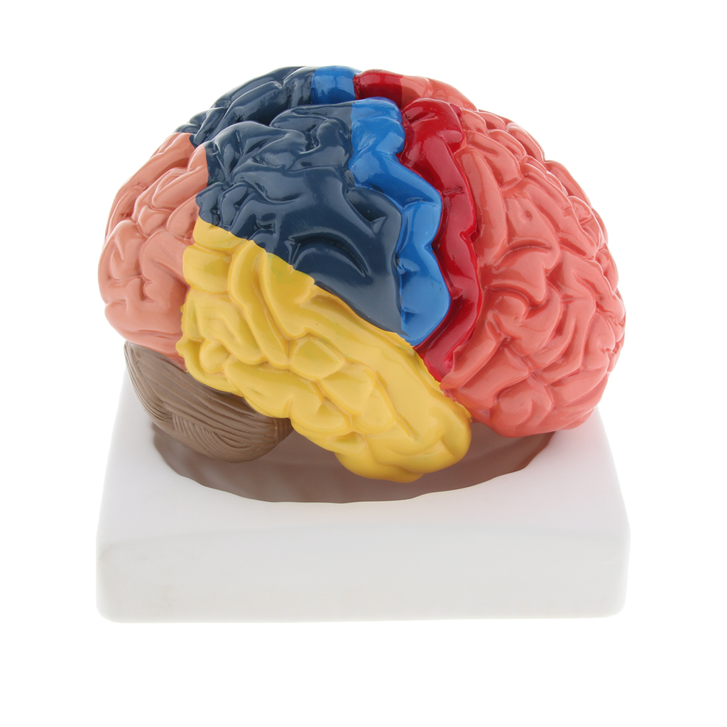 Lifesize Model otak realistis  - Medical Lab And Science ulasan dan harga