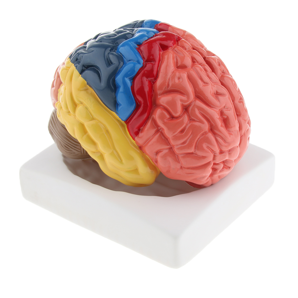 Lifesize Model otak realistis  - Medical Lab And Science ulasan dan harga