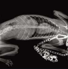 Harga Alat Rontgen Digital Vet - Veterinary X-Ray ulasan dan harga