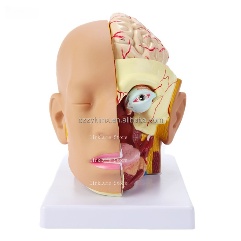 Model Anatomi Kepala Manusia u - Medical Lab And Science ulasan dan harga