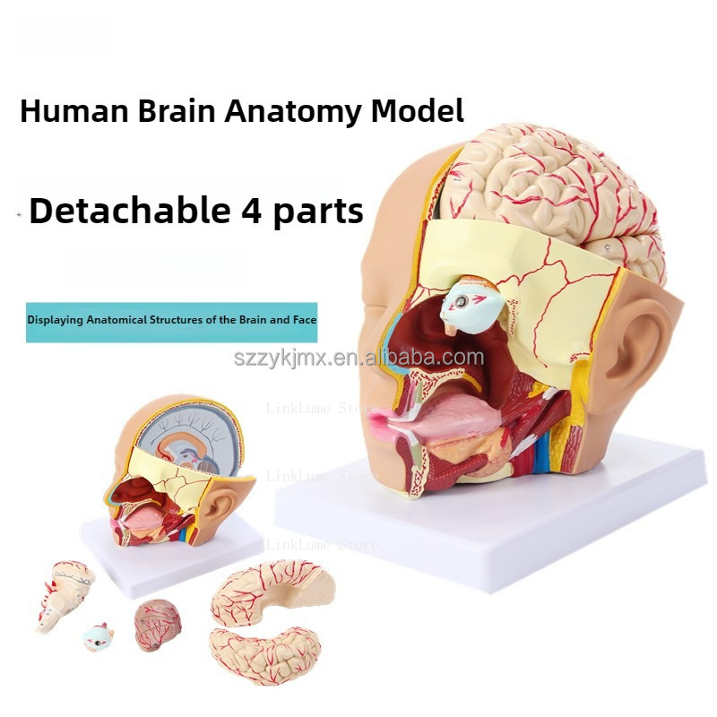 Model Anatomi Kepala Manusia u - Medical Lab And Science ulasan dan harga