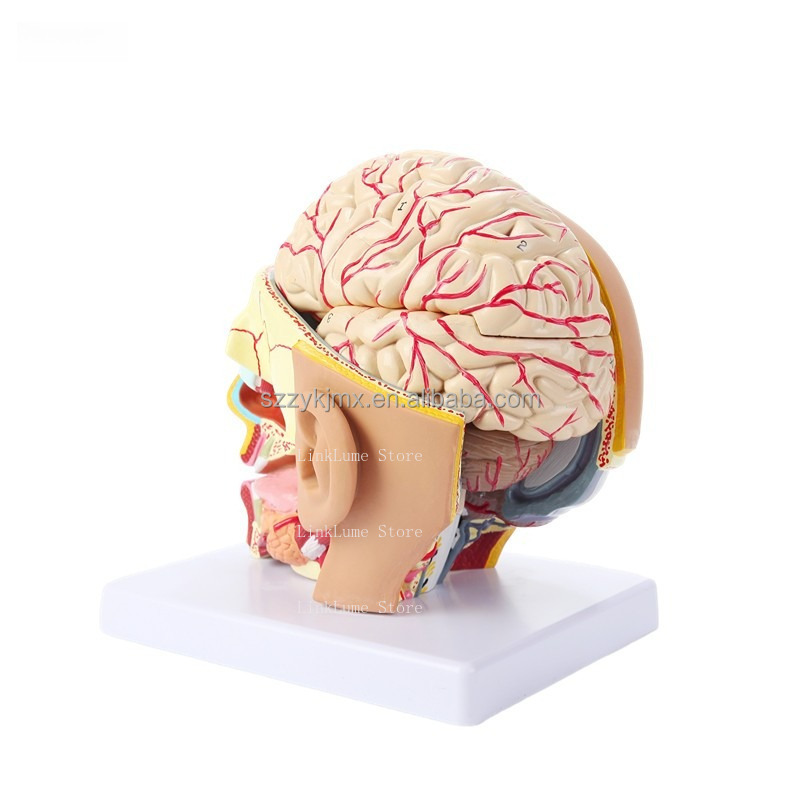 Model Anatomi Kepala Manusia u - Medical Lab And Science ulasan dan harga
