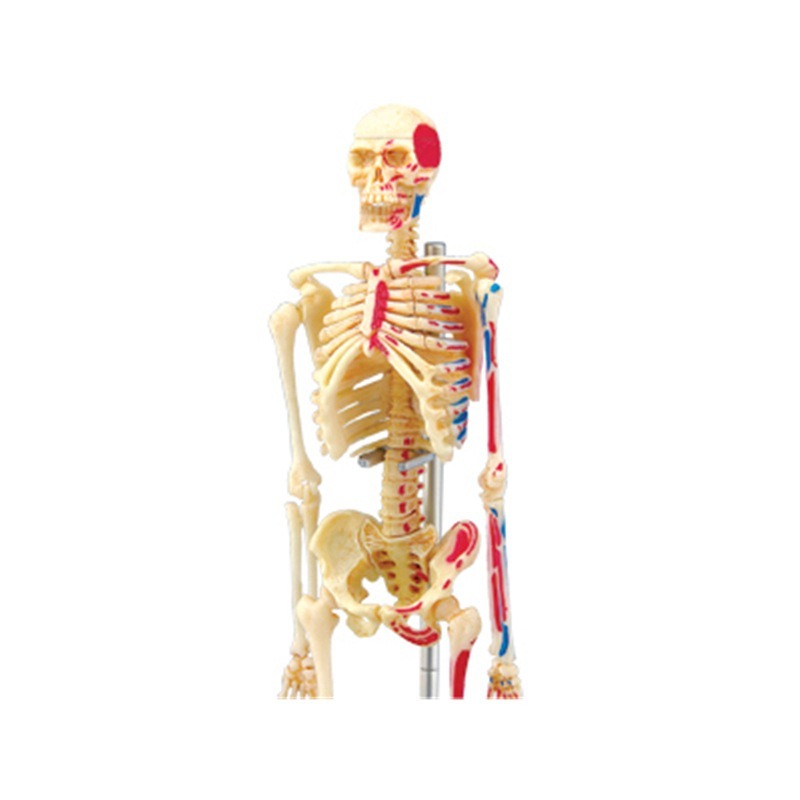 4D Master mainan rakitan puzzl - Medical Lab And Science ulasan dan harga